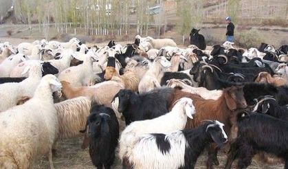 Yeni şap vakası tespit edildi