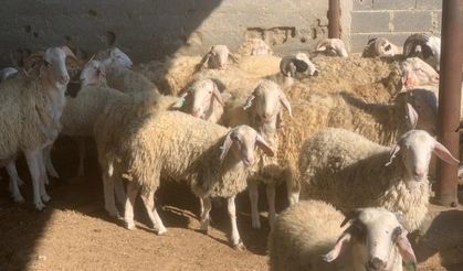 Livadya’da şap alarmı