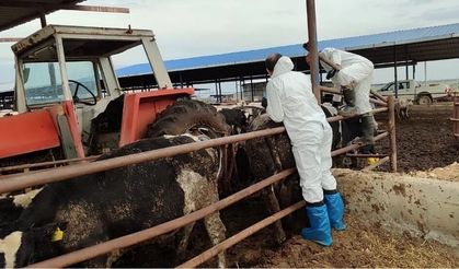 Güney Kıbrıs'ta şap görülen çiftlik sayısı 22’ye yükseldi