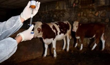Şap hastalığı kontrol altında