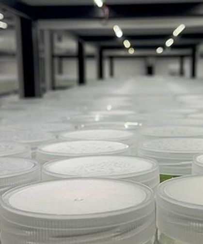 ABD'de "yasa dışı biyolojik laboratuvar" işletildiği şüphesiyle İsrail vatandaşı 1 kişi gözaltına alındı