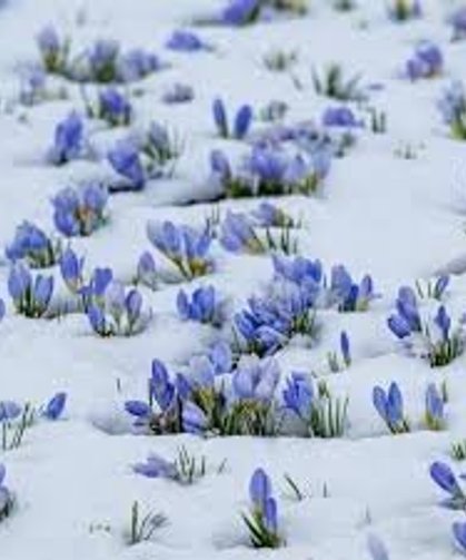 Kars'ta baharda çiçekler kar altında kaldı