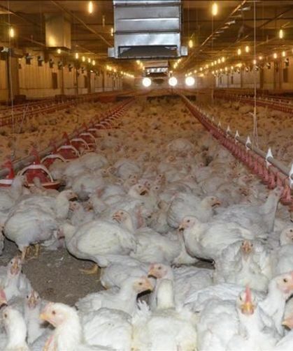 Türkiye Adalet Bakanı Gürlek: “Beyaz et sektöründe 13 firmaya kayyım atandı”