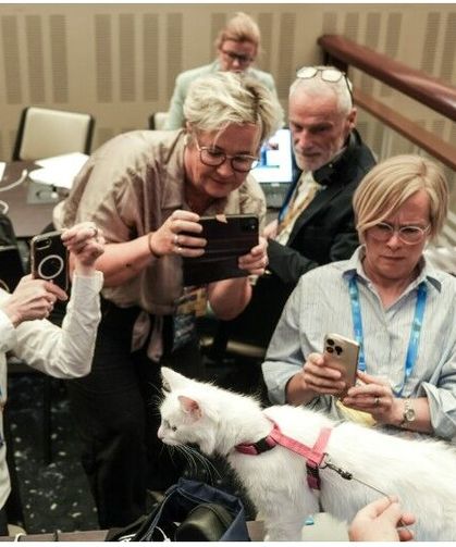 NATO zirvesinde Ankara kedileri gazetecilerin ilgi odağı oldu