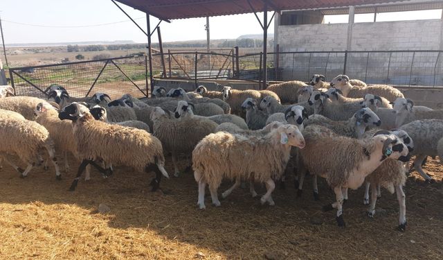Hayvanlarda görülen Shamonda virüsü ilk kez insanda tespit edildi