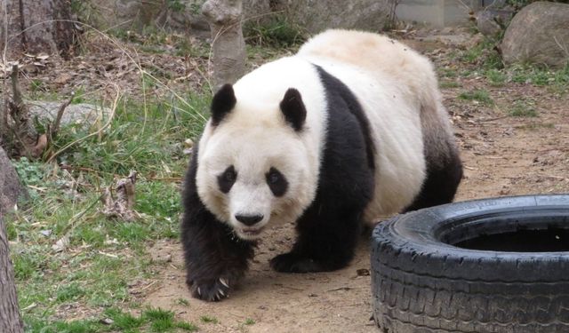 Japonya'nın en yaşlı pandası "Tan Tan" öldü