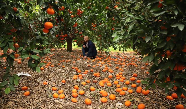 Narenciye konusunda yabancı uzmanlar ve KKTC’yle iş birliği