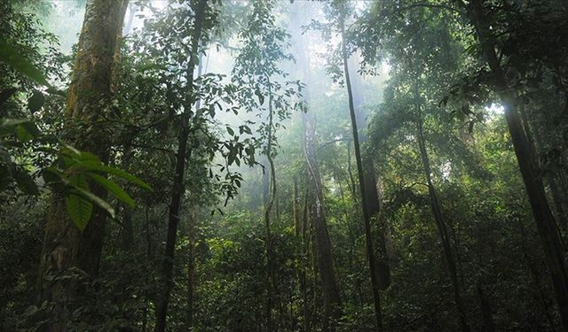 Ekvador'daki Amazon Ormanları'nda yeni bir cam kurbağa türü keşfedildi