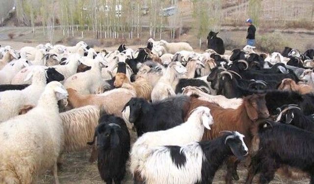 Güney Kıbrıs'ta şap salgını sürüyor: 85 bin hayvan itlaf edildi