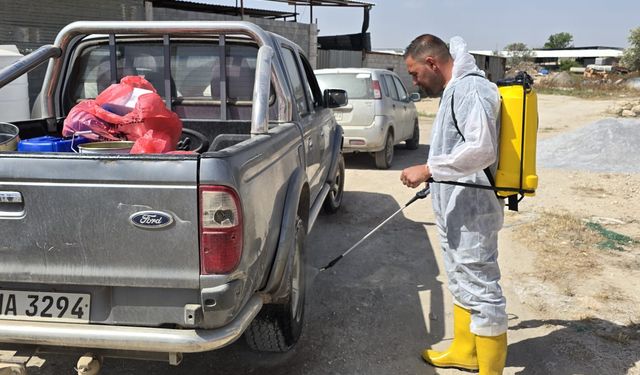 Veteriner Dairesi’nin koyun keçi çiçek hastalığına karşı aşılama çalışmaları sürüyor