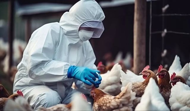 İspanya'da kuş gribi vakaları nedeniyle 2 milyondan fazla kümes hayvanı itlaf edildi