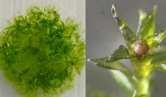 Yosun uzayda dokuz ay yaşamayı başardı