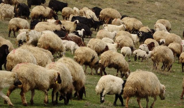 Yunanistan'da koyun ve keçi çiçek salgını: Yüz binlerce koyun ve keçi itlaf edildi