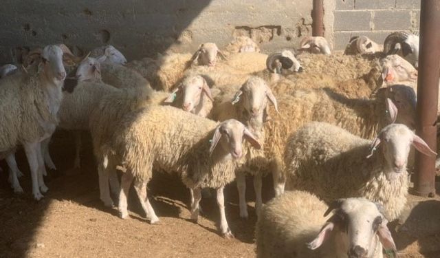 Devlet Üretme Çiftliği’nde kasaplık hayvan satışı