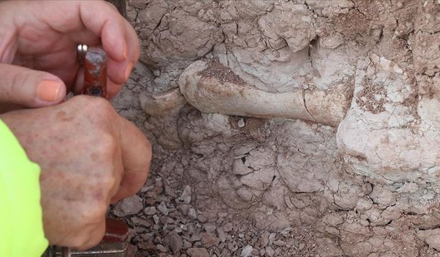 Çankırı'da 7-9 milyon yıllık 200 fosil bulundu