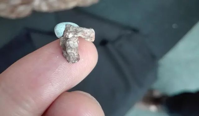 Bilim insanları tavuk büyüklüğünde bir dinozor keşfetti: “Dünyanın en küçüğü olmaya aday”