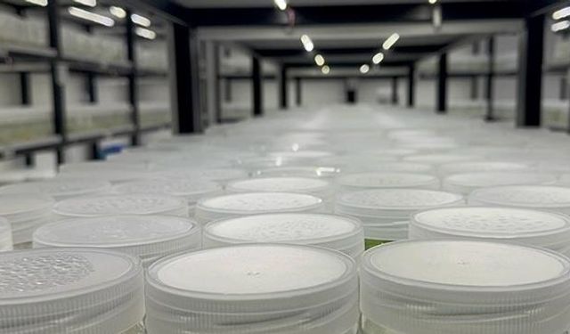 ABD'de "yasa dışı biyolojik laboratuvar" işletildiği şüphesiyle İsrail vatandaşı 1 kişi gözaltına alındı