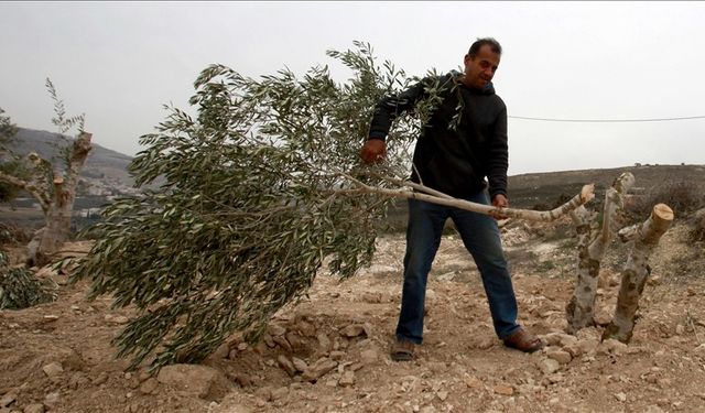 İsrail, Batı Şeria'da 1 haftada 777 ağacı kökünden sökerek 761 bin dolarlık zarara yol açtı