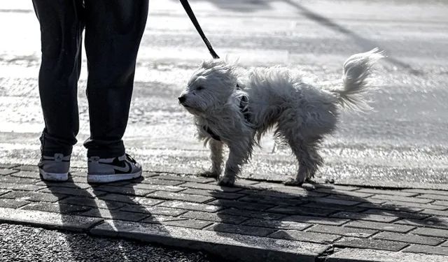 Yunanistan'da şiddetli rüzgar etkili oldu
