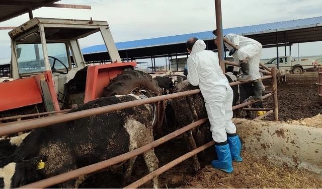 Güney Kıbrıs'ta şap görülen çiftlik sayısı 22’ye yükseldi