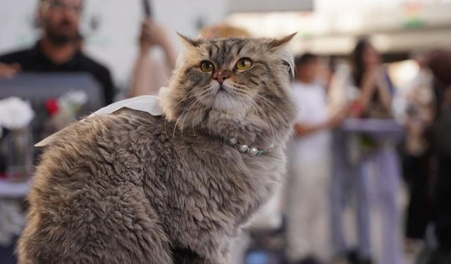 Vietnam’da 400 kedi ölümden döndü