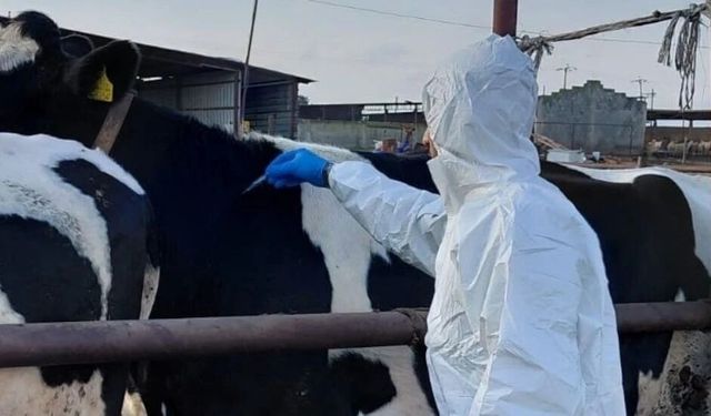 Güney Kıbrıs'ta şap salgını sürüyor: 85 bin hayvan itlaf edildi