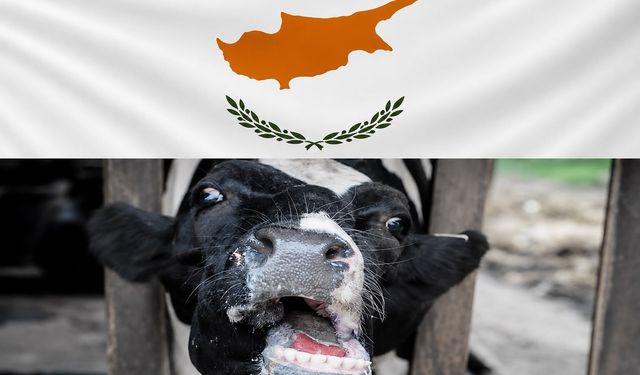 Güney'de şap alarmı: Başka bölgelere sıçradı