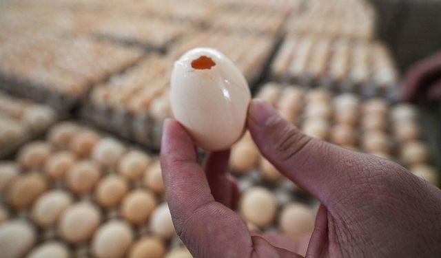 İngiltere’de Salmonella Alarmı: 207 Vaka