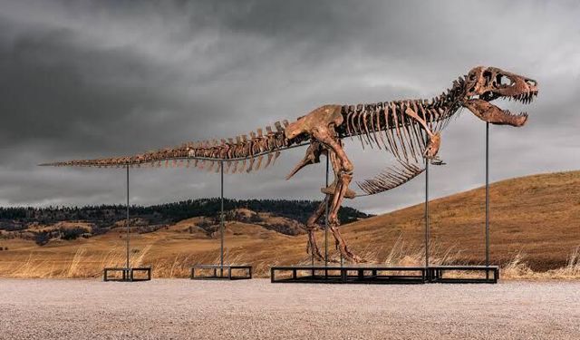 Araştırma, T-rex'in vücut ısısının insanlarınkine benzer olduğuna işaret ediyor