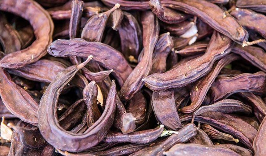 Gazimağusa’da harup toplama tarihi belli oldu