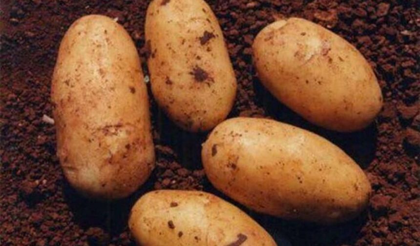 Patates üreticileri için itiraz süresi çarşambaya kadar uzatıldı