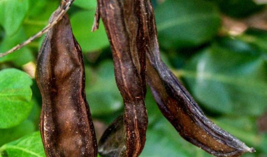 Üreticilere harup için destek primi ödendi