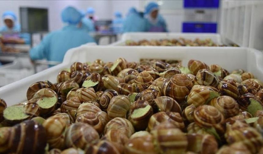 Fransa’da çiftlikten 90 bin euro değerinde salyangoz çalındı