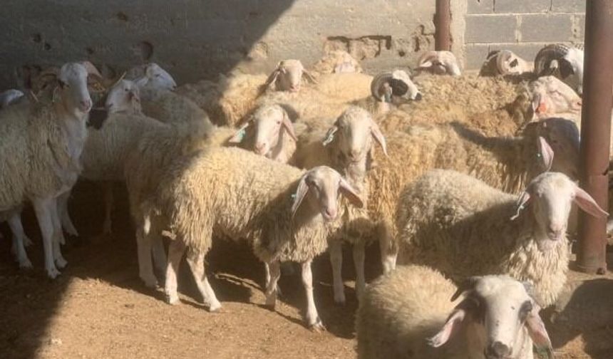 Şap hastalığına aşı zorunluluğu