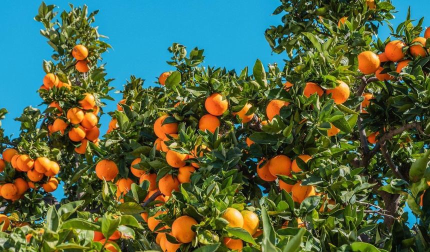 Narenciye Üreticileri Birliği, pazartesi süresiz eyleme gidiyor