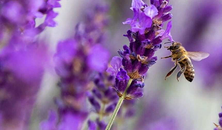 Baharın müjdeleyicisi olarak bilinen cemrenin ikincisi suya düştü