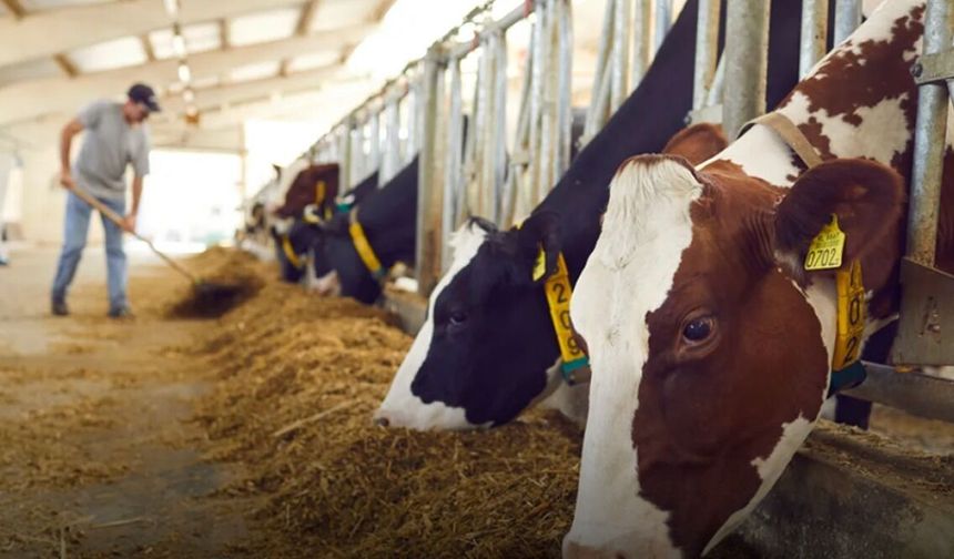Larnaka’ya bağlı bir köyde yeni şap vakası