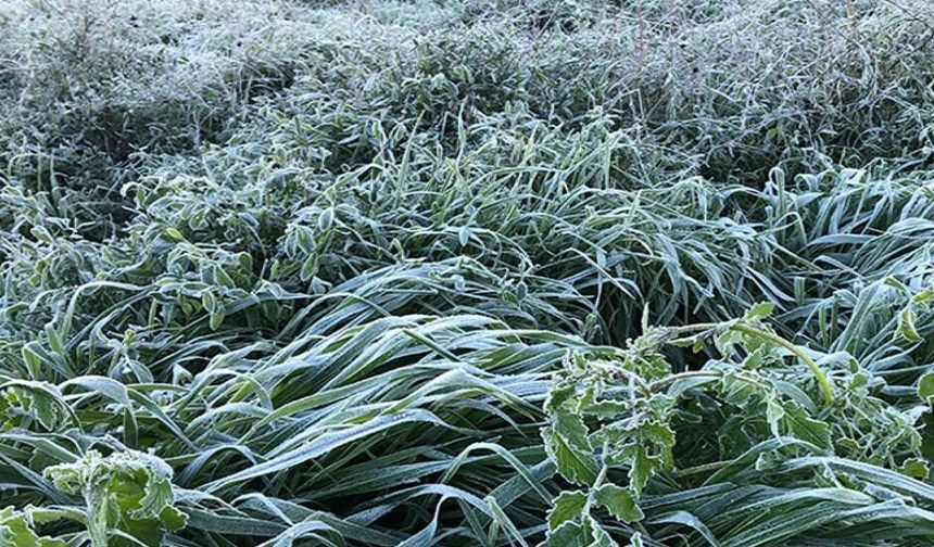 Yarın ve Çarşamba sabah saatlerinde yer yer don olayı bekleniyor