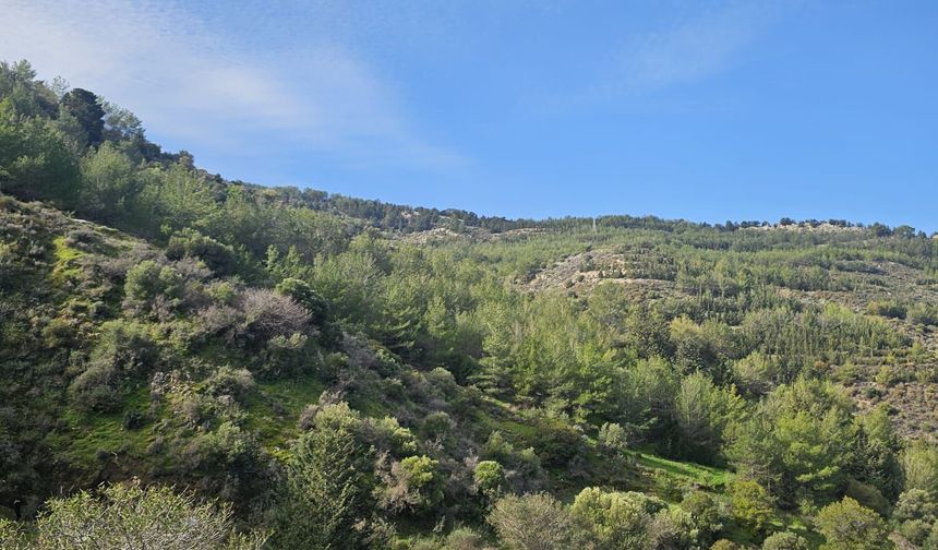 Yürüyüş gruplarından ortak basın açıklaması: “Ormanlar hepimizindir”