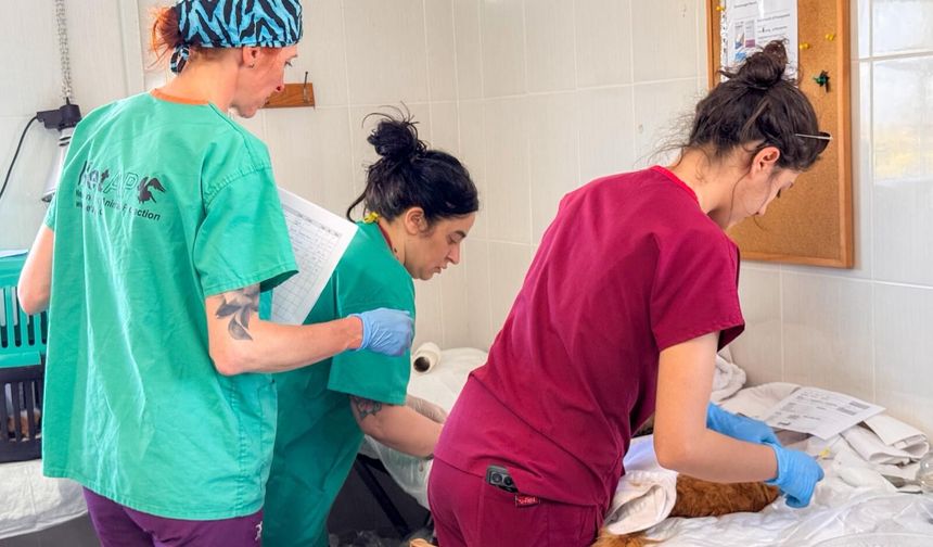 Gazimağusa’da 317 sokak hayvanı kısırlaştırıldı