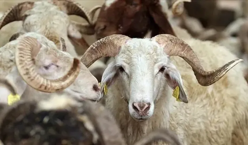 Kurban Bayramı mesajları
