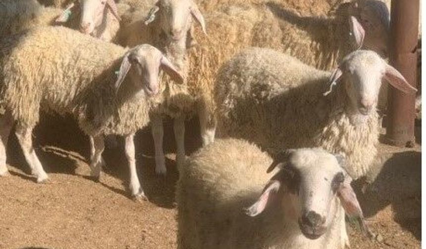 Devlet Üretme Çiftlikleri Dairesi’nden kasaplık hayvan satışı duyurusu