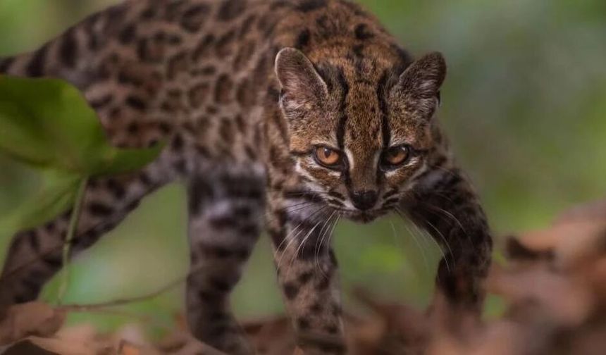 Yeni kedi türü keşfedildi: 100 yılı aşkın süredir bir ilk